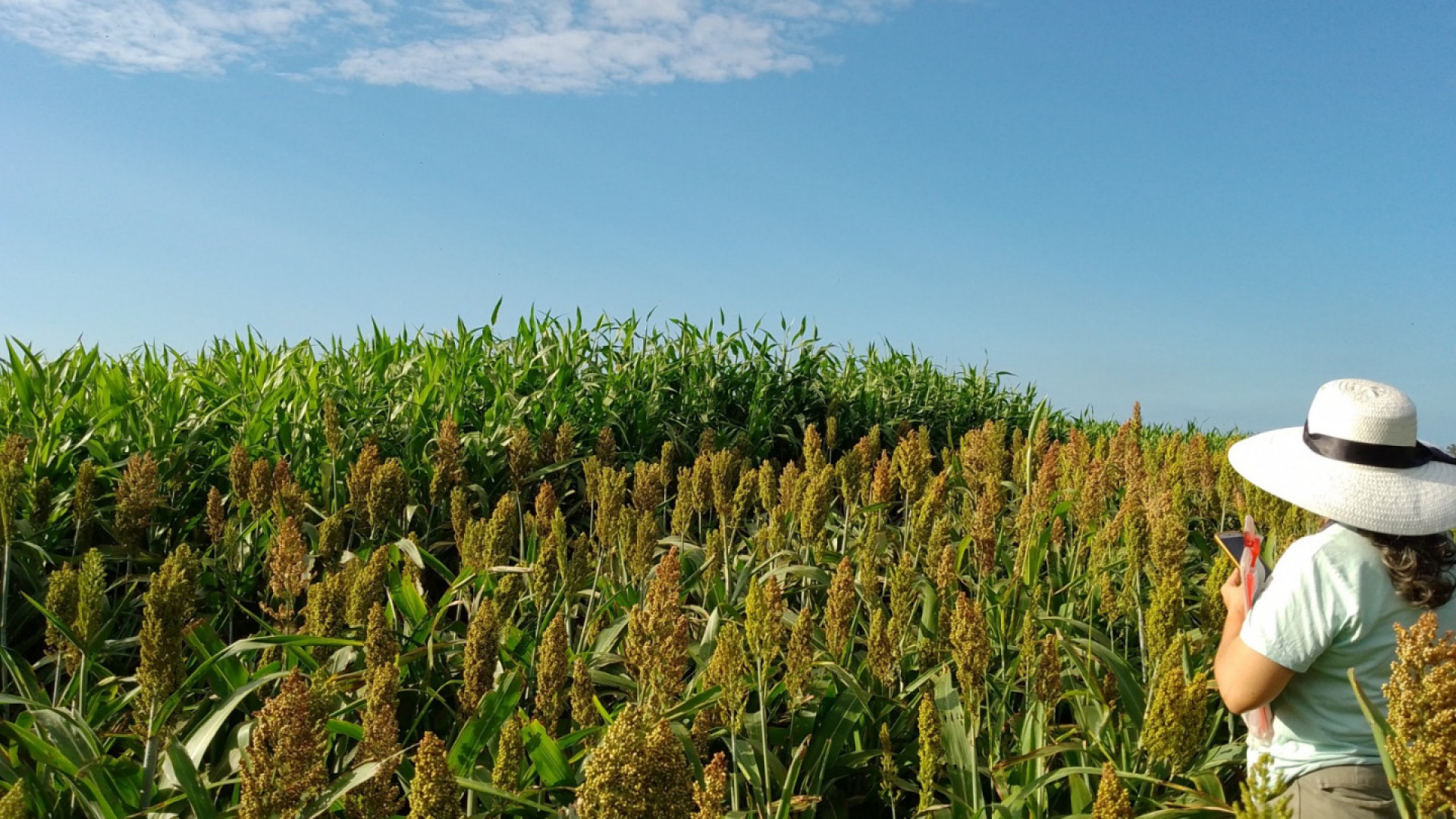 El sorgo santiagueño resiste a la sequía, pero muestra rendimientos dispares en el oeste provincial