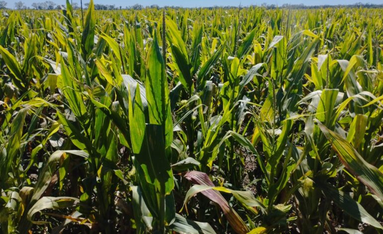 Fuerte retroceso de la chicharrita en Santiago del Estero según el 24° Informe Nacional de Monitoreo
