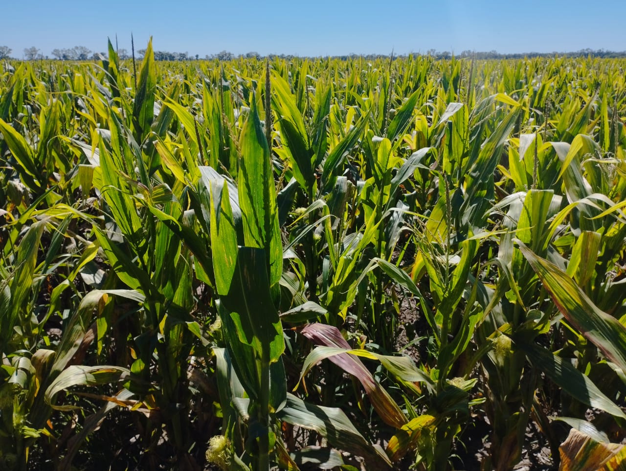 Fuerte retroceso de la chicharrita en Santiago del Estero según el 24° Informe Nacional de Monitoreo