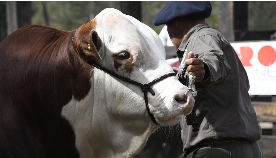 Santiago Productivo: el Gran Campeón Braford se remató por 20 millones de pesos