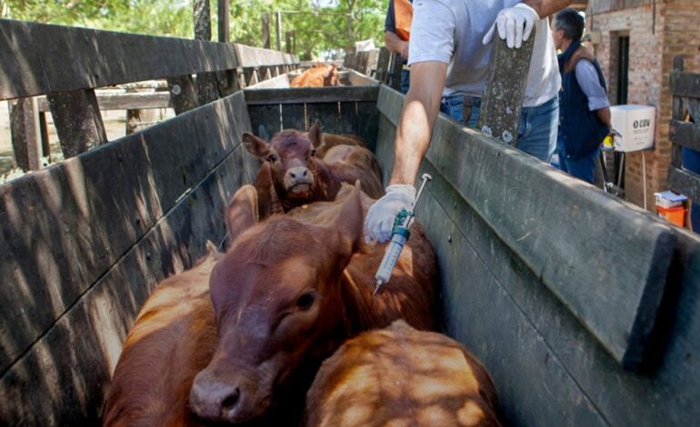 La Sociedad Rural pidió iniciar el proceso para dejar de vacunar contra la aftosa y ofreció su colaboración