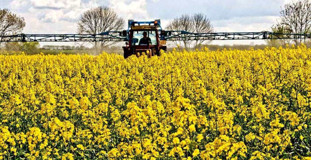 INTA Quimilí realizará la 1° Jornada Técnica de Colza con referentes del sector productivo y comercial