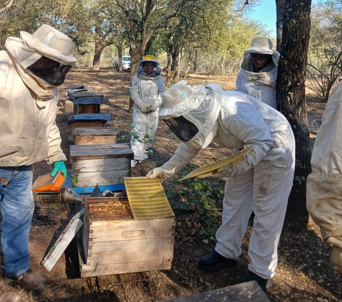 INTA y UNSE impulsan estudio para agregar valor a los propóleos santiagueños mediante análisis conjunto