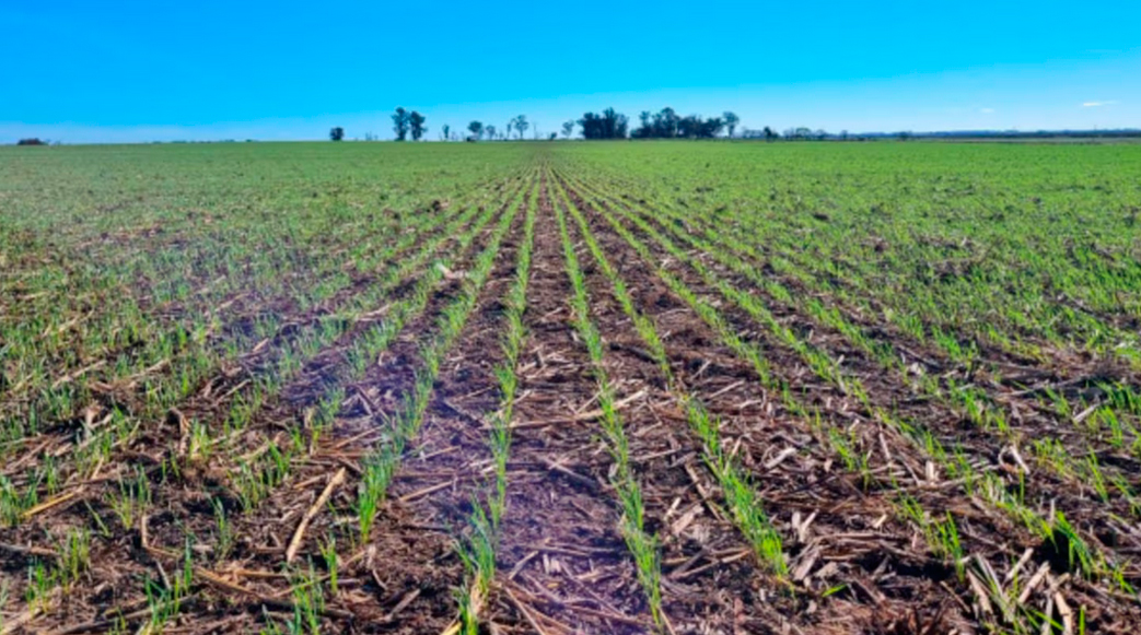 ¡Atención productores santiagueños! El 90% del trigo de la región núcleo presenta muy buenas condiciones y mejora el margen de la soja