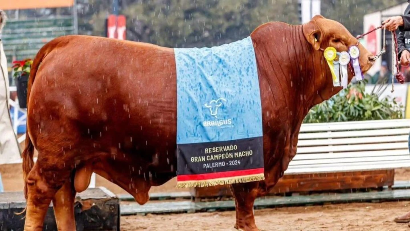 Récord total: venden medio toro Brangus por $272 millones en Jesús María