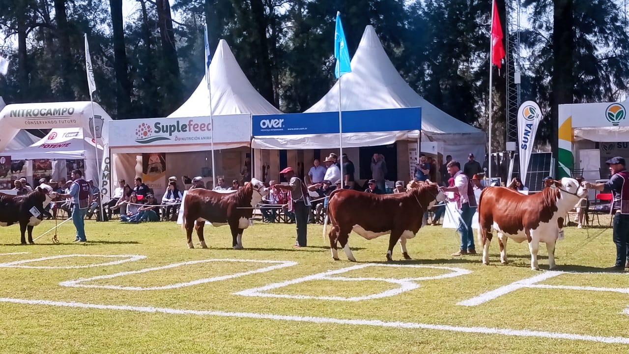 Comienza la 18º ExpoBRA 2025 en Santiago del Estero con lo mejor de Braford, Brahman y Brangus