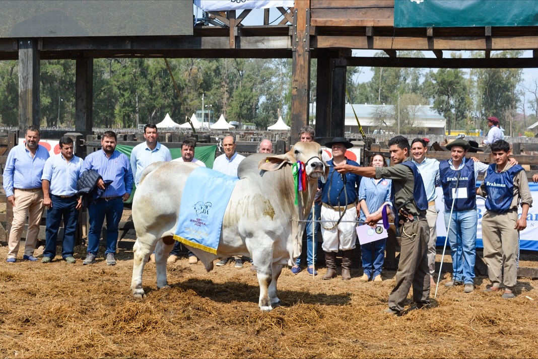 ExpoBRA 2025: se consagraron los grandes campeones machos de la muestra