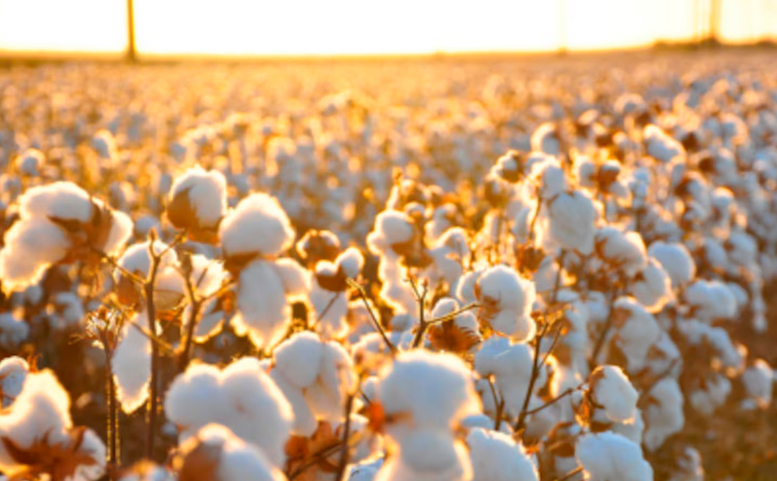 La cadena algodonera argentina presentó un salto tecnológico histórico en la Bolsa de Cereales