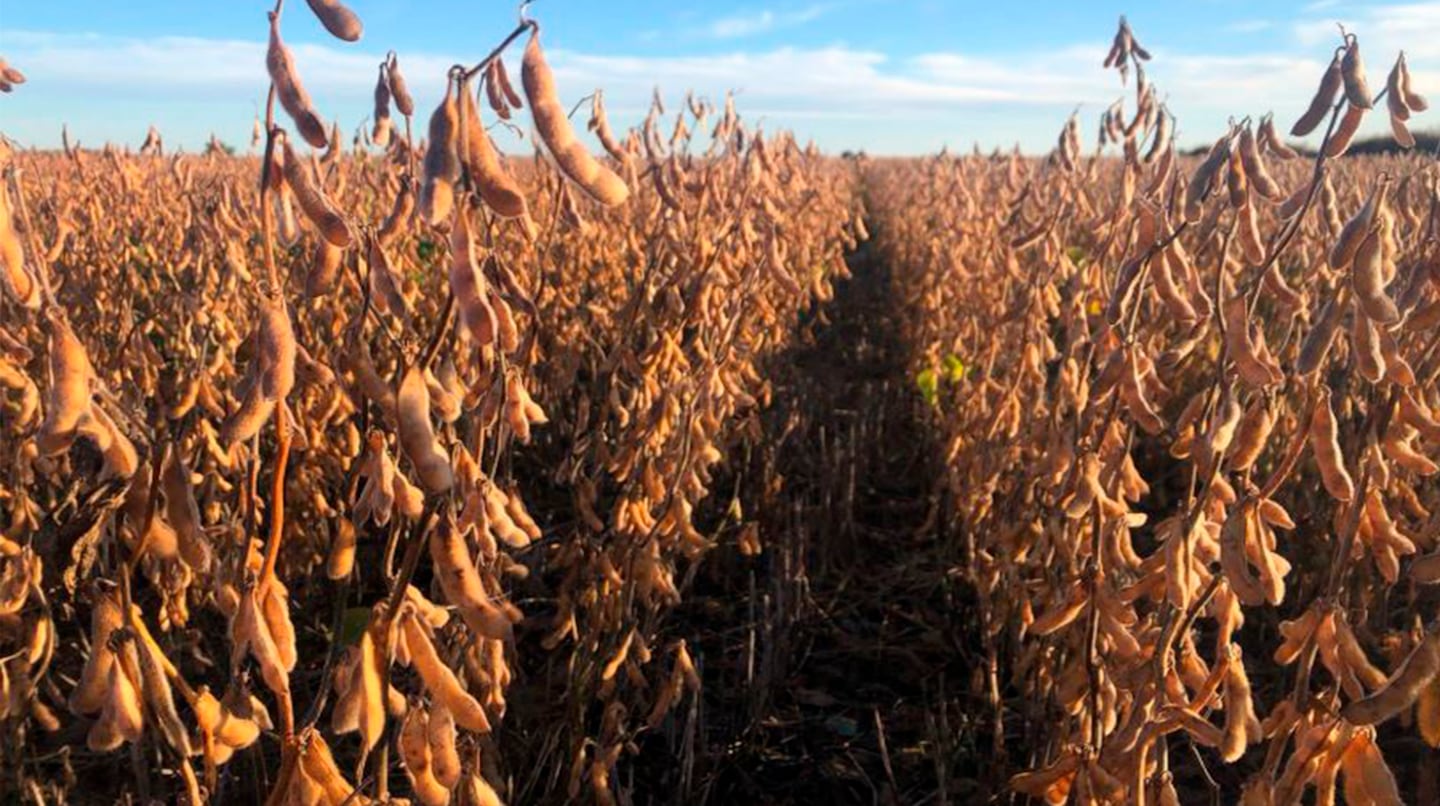 Maíz y girasol ganan terreno en las siembras tempranas y la soja pierde superficie