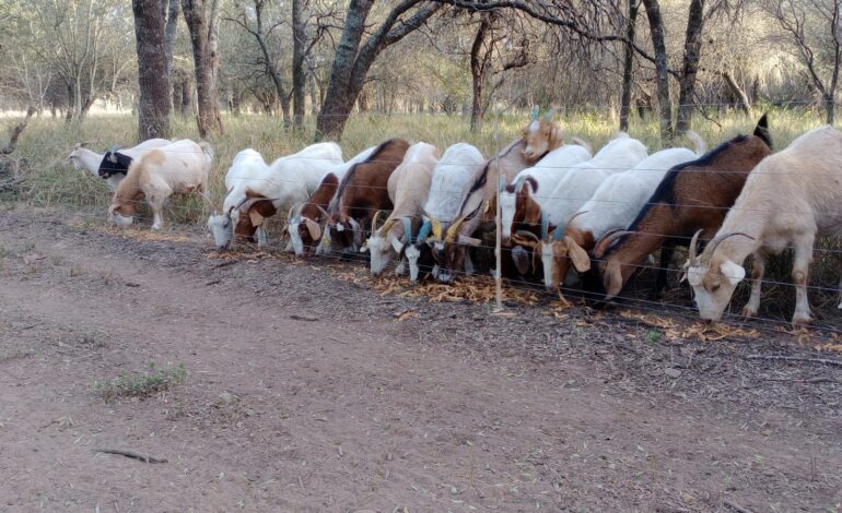 Más leche caprina con menos costos