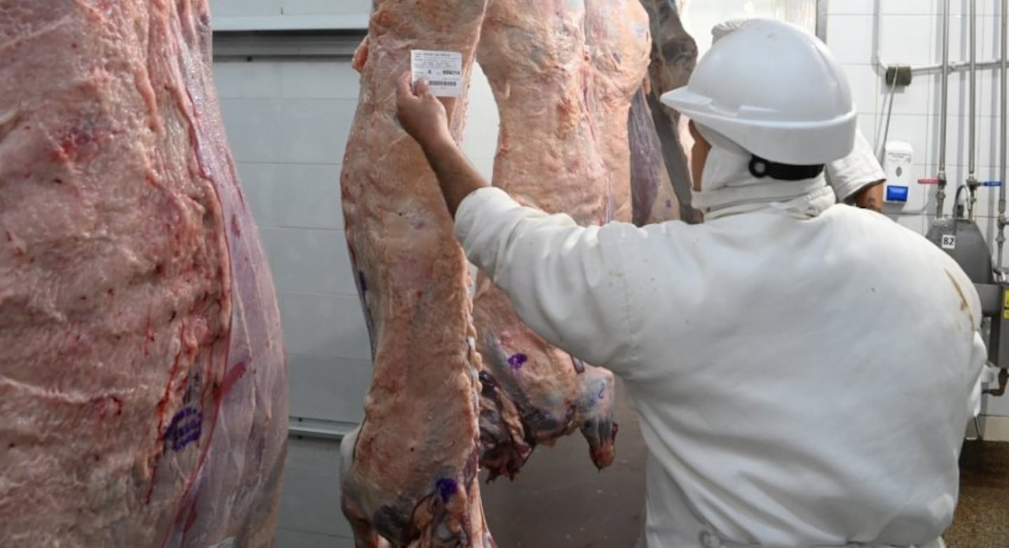 La tipificación bovina ya alcanza al 95% de la faena nacional