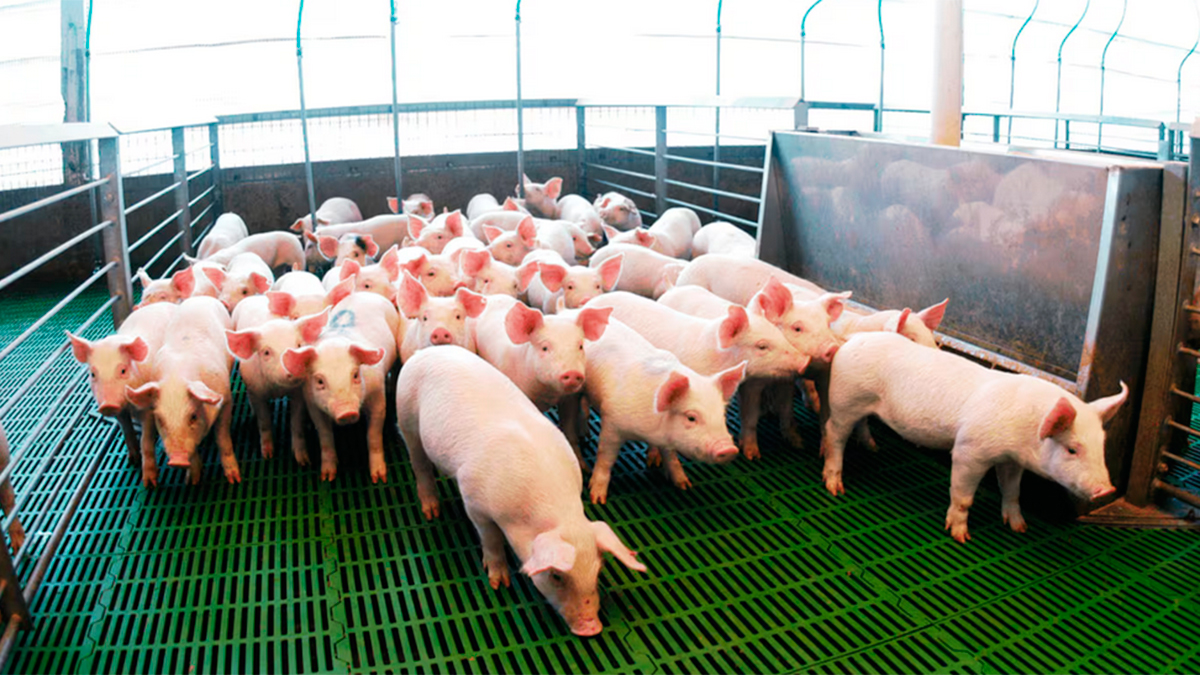 Récord histórico de producción porcina en 2025 con más de 5,5 millones de cerdos faenados