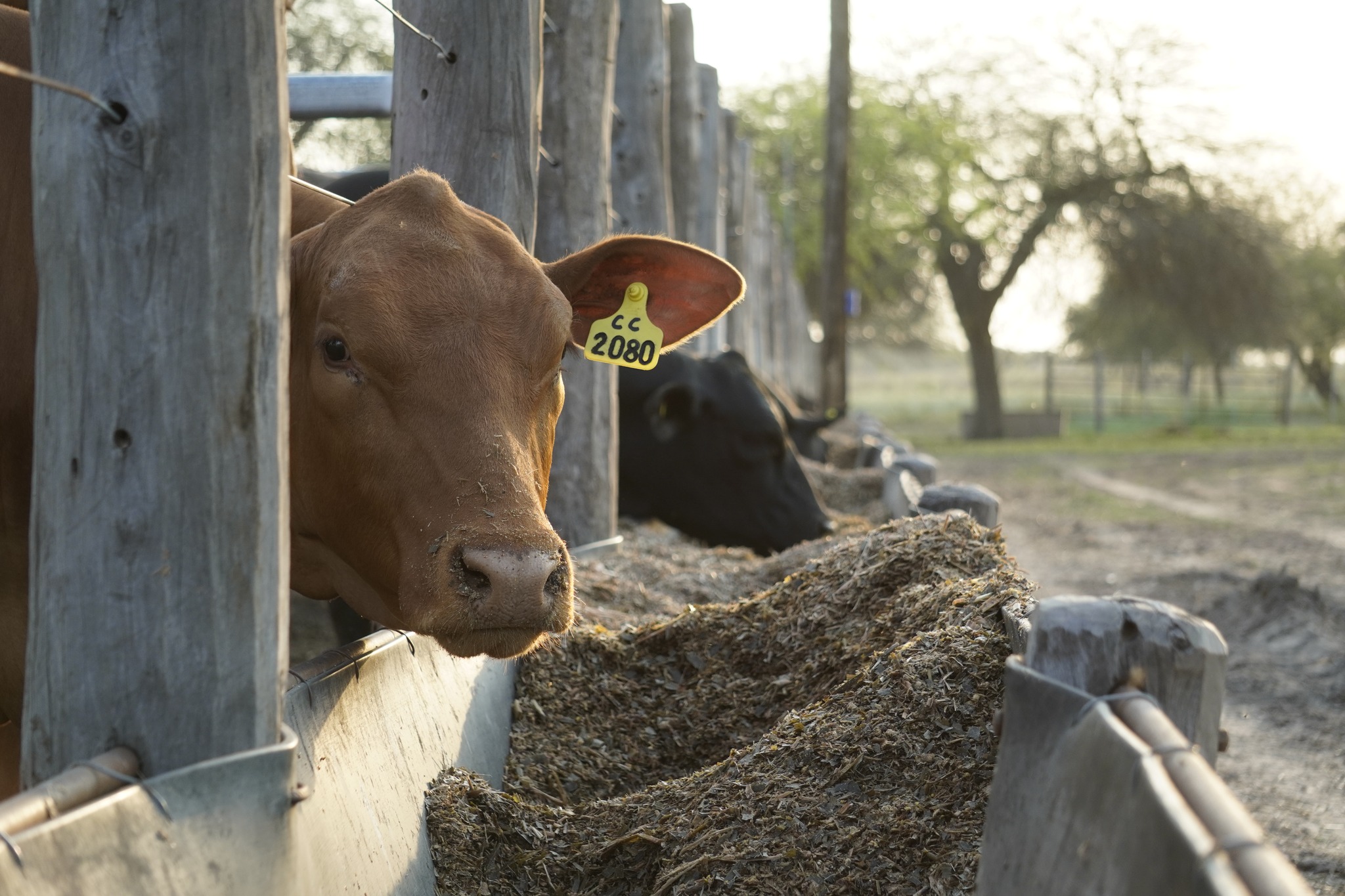  Más eficiencia, mejor producción: exitosa jornada ganadera