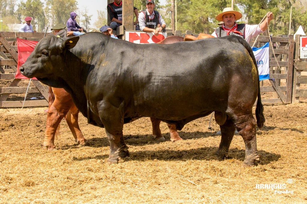 ExpoBRA 2025: Brangus llega con foco en el criador comercial y la innovación genética
