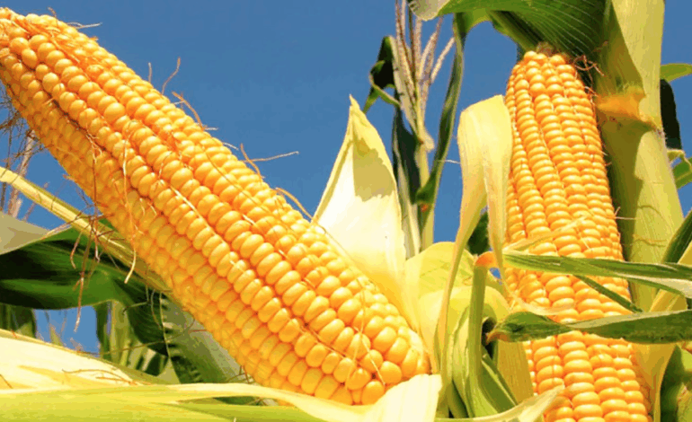 La chicharrita retrocede de los campos de maíz