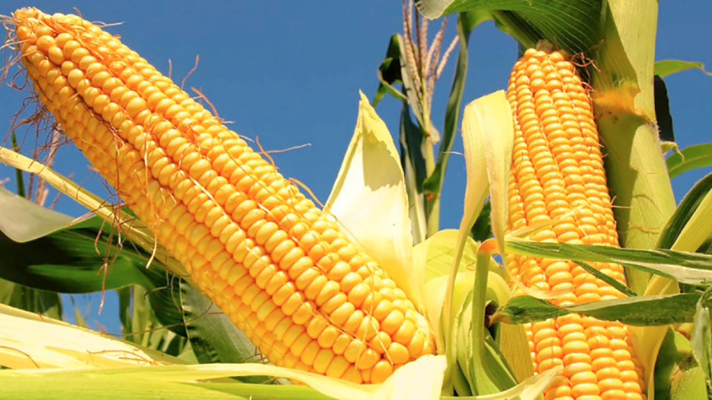 La chicharrita retrocede de los campos de maíz