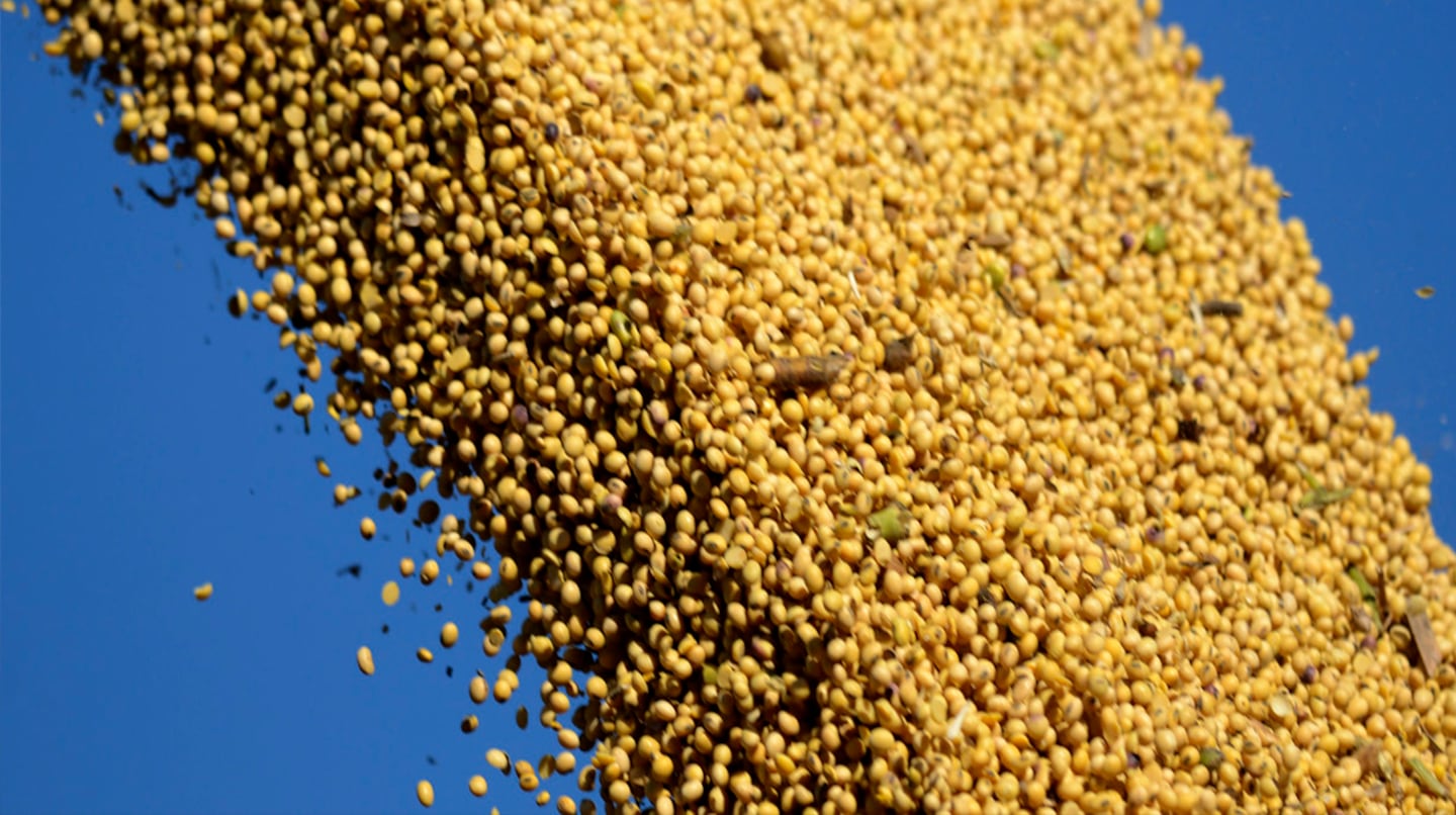 La soja volvió a $400 mil por tonelada en Rosario y se despegó otra vez de Chicago
