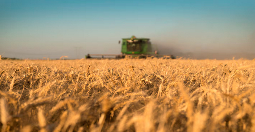 Las exportaciones de trigo fueron récord en agosto con más de 790 mil toneladas embarcadas