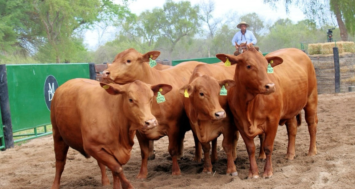 Éxito total: reproductores Brangus alcanzaron precios récord en el remate anual de Estancias Pilar y Madera Dura del Norte