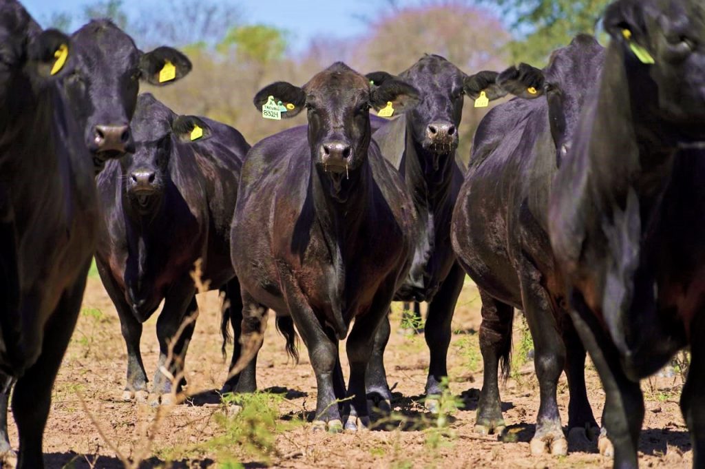 Estancias Pilar S.A. y Madera Dura del Norte anuncian su gran remate conjunto en Campo Gallo