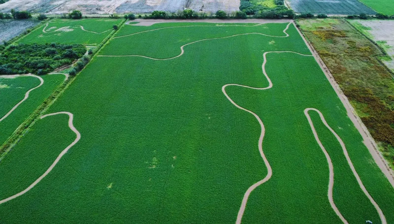 La eficiencia en el riego potencia la competitividad de la alfalfa