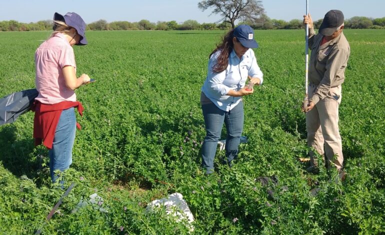 INTA avanza en el desarrollo de la Alfalfa Salinera