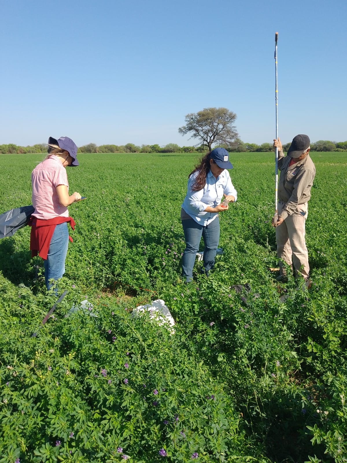 INTA avanza en el desarrollo de la Alfalfa Salinera