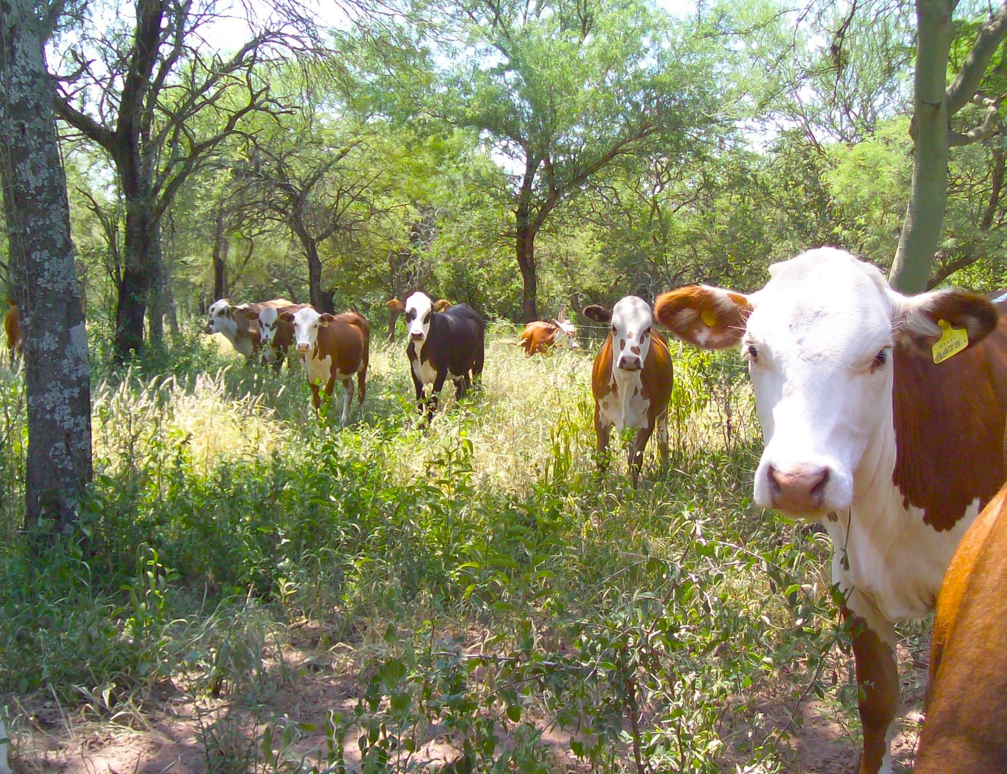 INTA Santiago del Estero asistirá técnicamente a cuatro sitios piloto de Manejo de Bosques con Ganadería Integrada