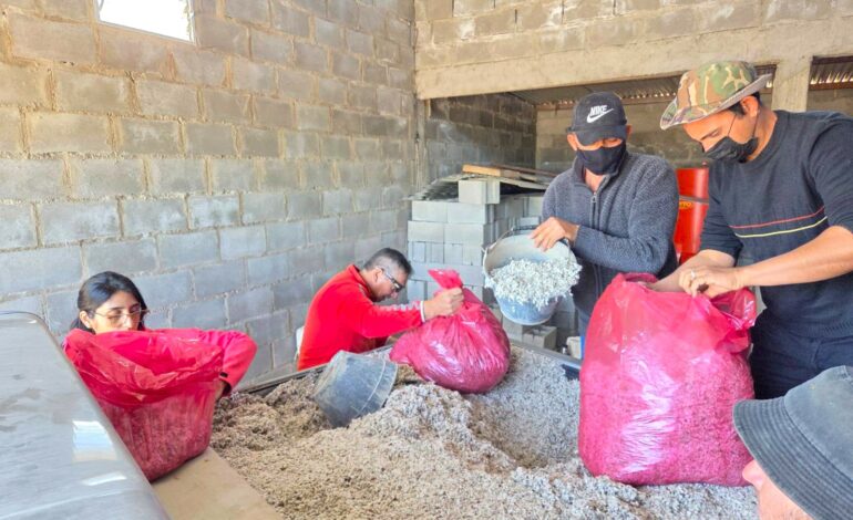 Semillas de algodón: una alternativa local para fortalecer la dieta de las cabras