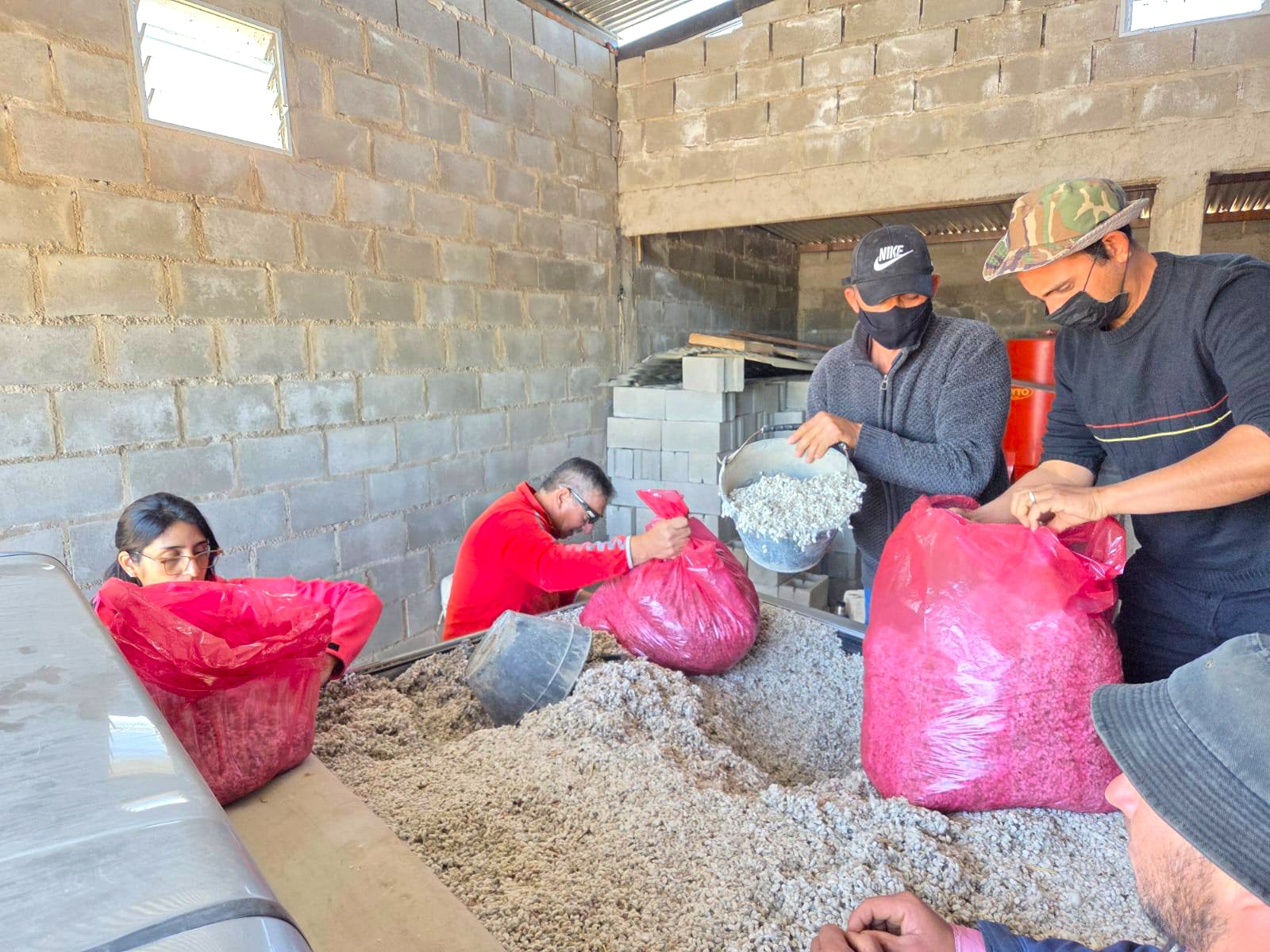 Semillas de algodón: una alternativa local para fortalecer la dieta de las cabras