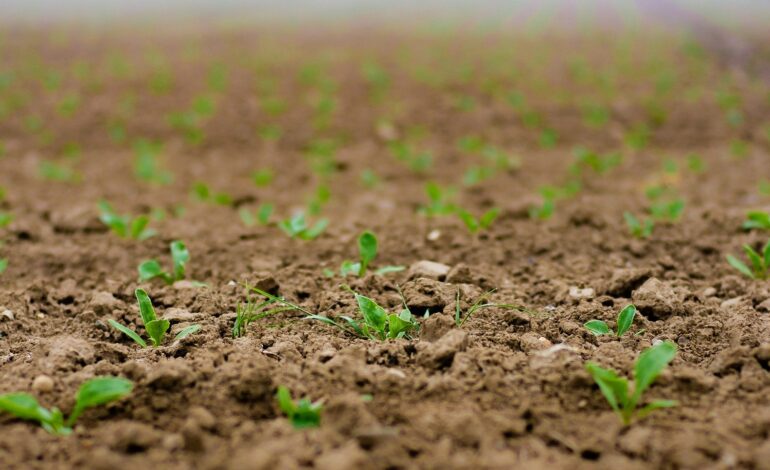 Cultivos de servicio: una alternativa natural para recuperar la estructura del suelo