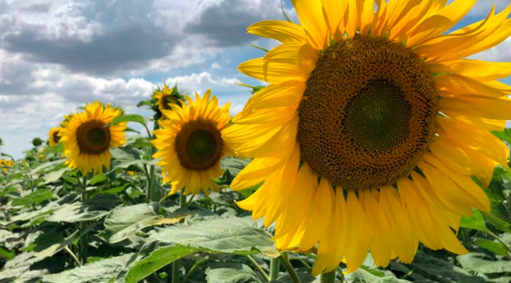 Sube la estimación de siembra de girasol hasta 2,7 millones de hectáreas