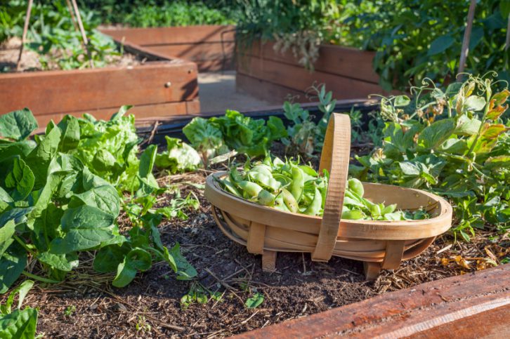 El Programa “Eco Huerta” beneficia a la economía familiar