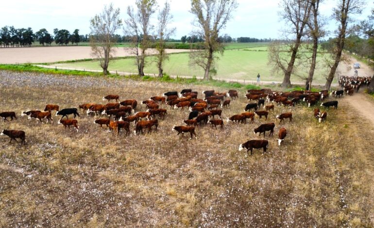 El rastrojo del algodón, una alternativa que mejora la ganadería en zonas de riego