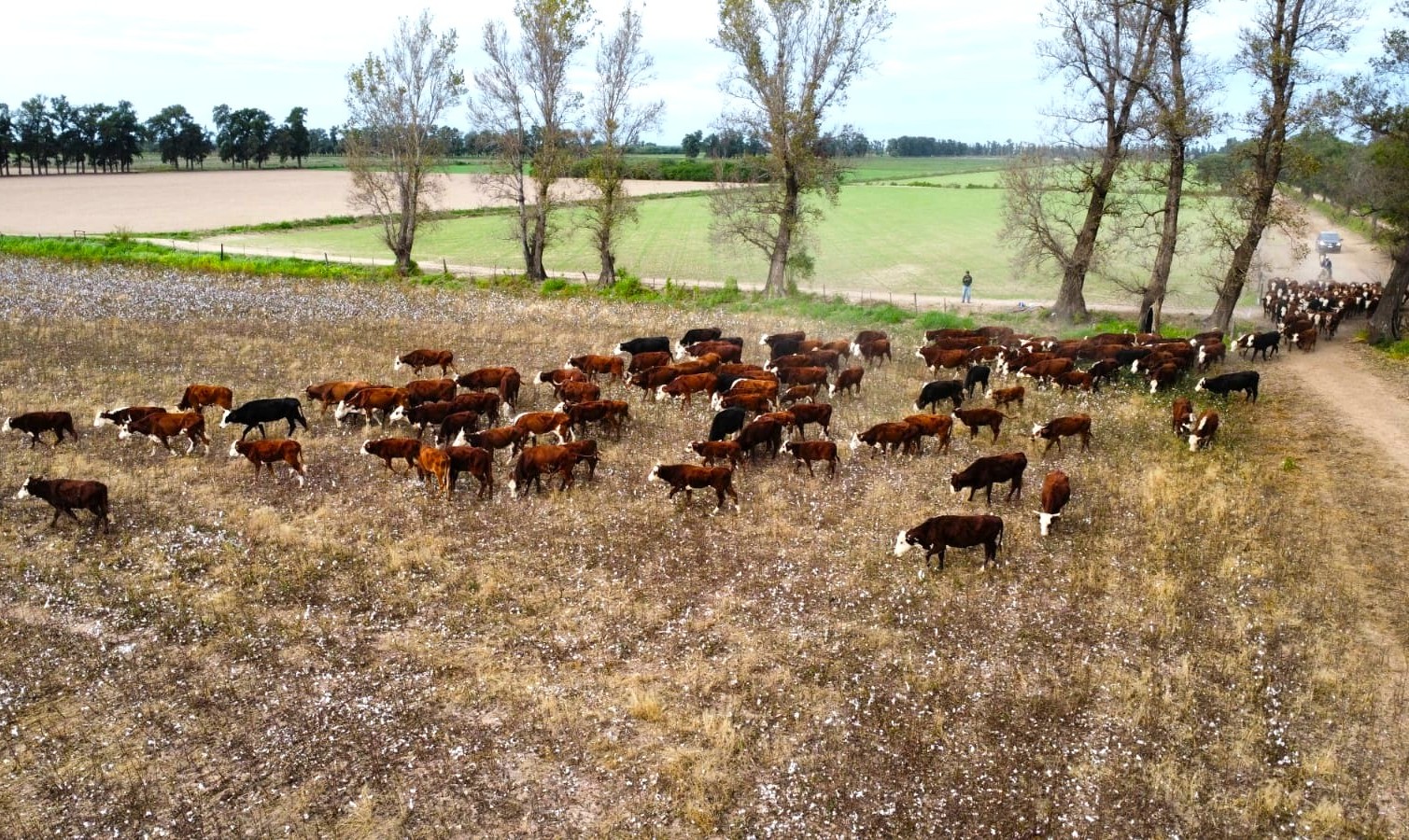 El rastrojo del algodón, una alternativa que mejora la ganadería en zonas de riego