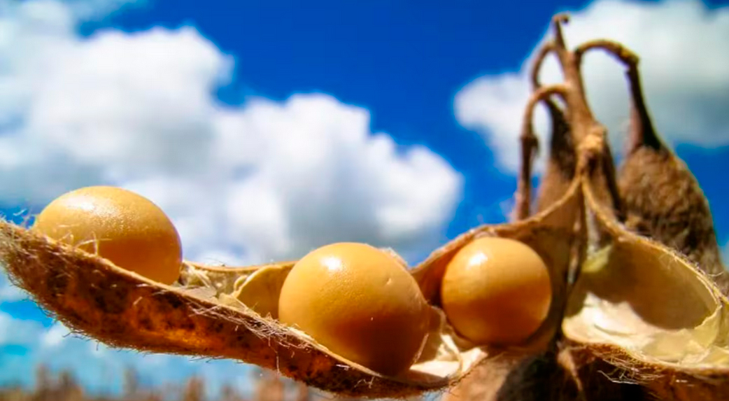 La soja se mantuvo en los $480 mil por tonelada en Rosario pese a la fuerte baja del dólar