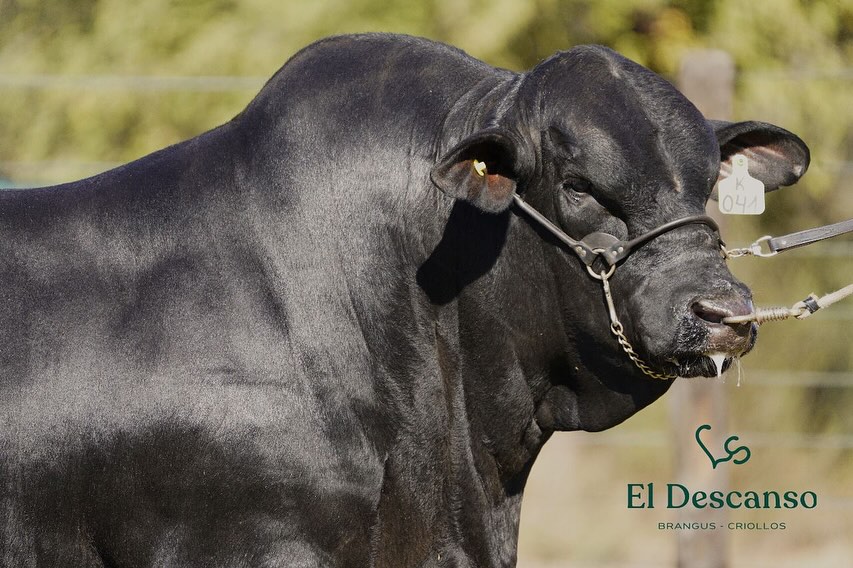 Cabaña El Descanso presentó al toro K041, que se subastará en “Genética & Monte”