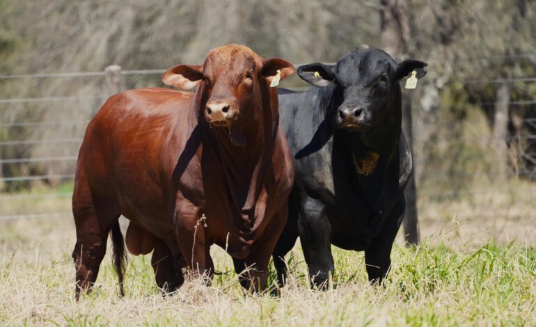 El Descanso presenta dos toros emblemáticos en el remate “Genética & Monte”