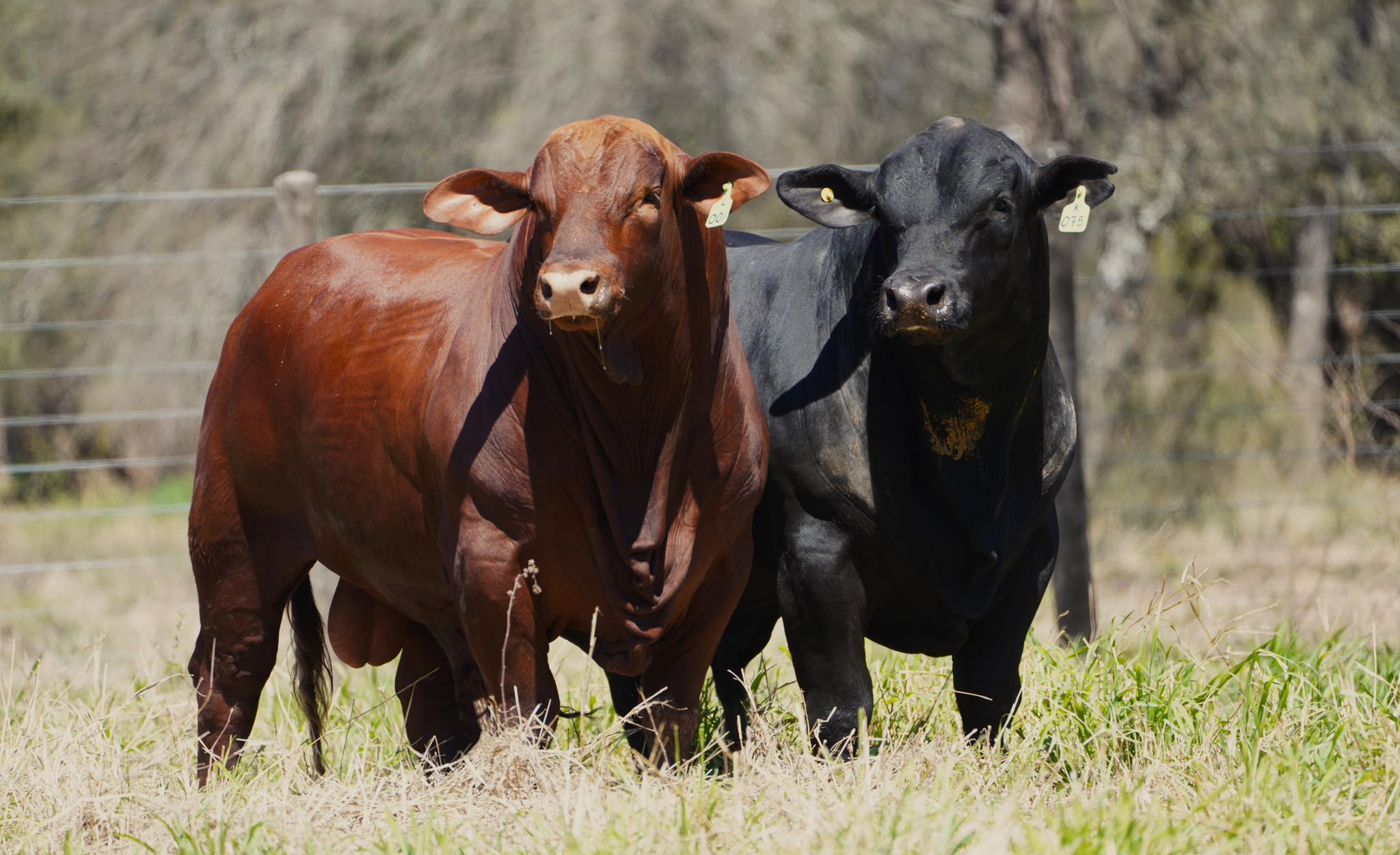 El Descanso presenta dos toros emblemáticos en el remate “Genética & Monte”