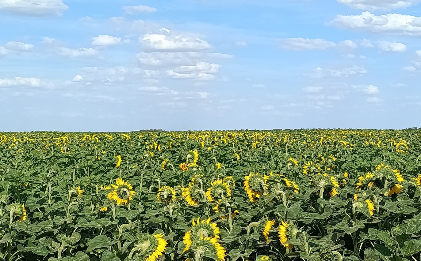 Anticipan una campaña 2025/2026 con alto riesgo de sequía y calor en el Este santiagueño