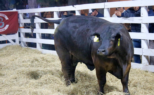 Los Brangus Santiagueños brillaron en Fernández con promedios que superaron expectativas