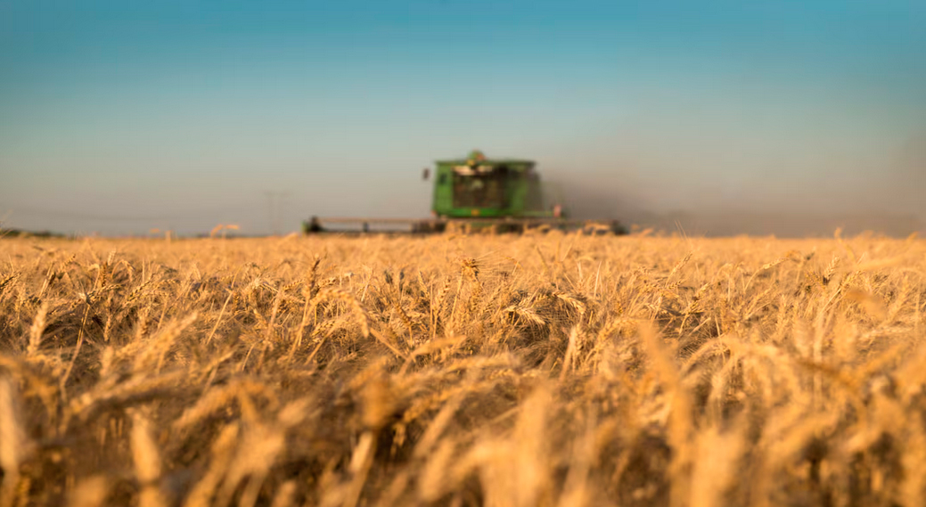 Santiago del Estero destaca en una campaña triguera que apunta a récord nacional