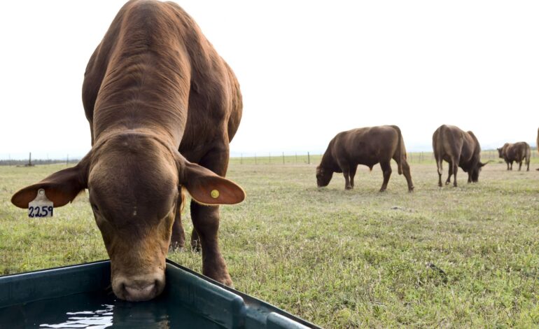 Campo Gallo será sede de una jornada clave sobre la gestión del agua en la ganadería