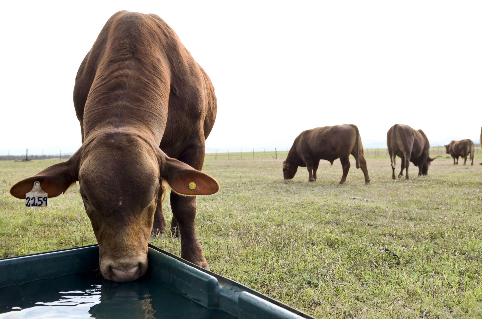 Campo Gallo será sede de una jornada clave sobre la gestión del agua en la ganadería
