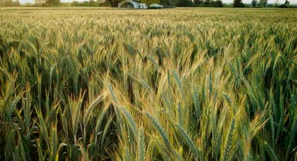 Argentina se ubica como el segundo exportador mundial de cebada