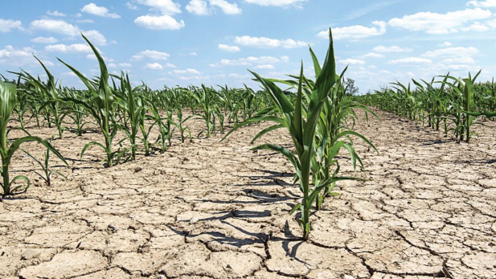 La Niña vuelve a tensionar la campaña agrícola 2025/26 en el este santiagueño
