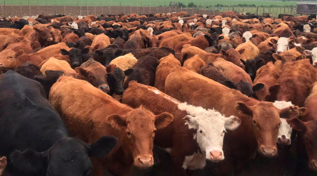 La ganadería argentina gana terreno en los mercados premium