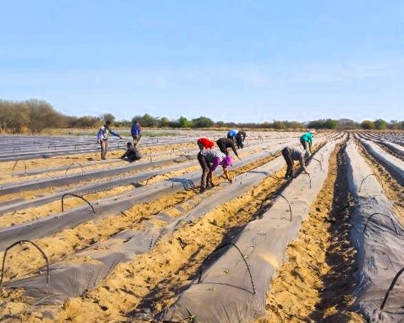 Bioinsumos y sostenibilidad en sistemas productivos periurbanos