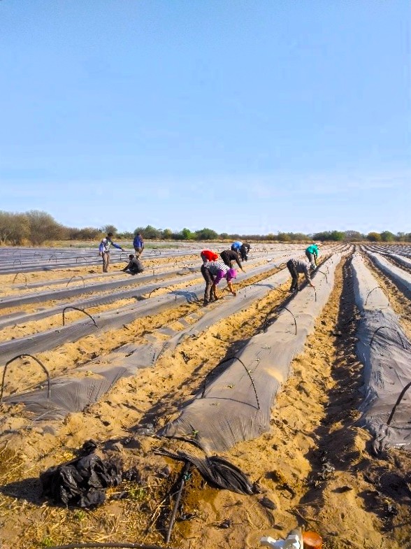 Bioinsumos y sostenibilidad en sistemas productivos periurbanos