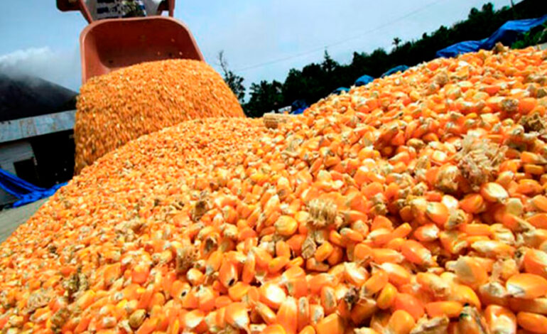 El maíz argentino consolida su liderazgo global con Asia como principal destino